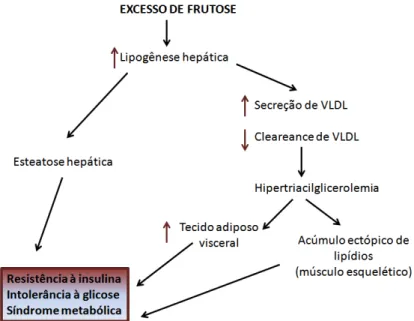 Figura  2:  Esquema  da  ação  de  frutose  no  desenvolvimento  da  síndrome  metabólica