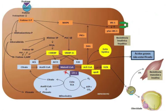 Figura  3:  Ação  da  frutose  no  desenvolvimento  do  acúmulo  lipídico  hepático  e  sua 