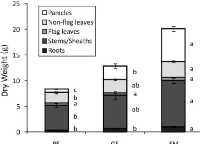 Figure 1. Dry weight of panicles, non-flag leaves, flag leaves,  stems/sheaths and roots collected during panicle exertion  (PE), grain filling (GF) and full maturity (FM) stages of rice  plants cultivated with 20 mM Fe(III)-HEDTA