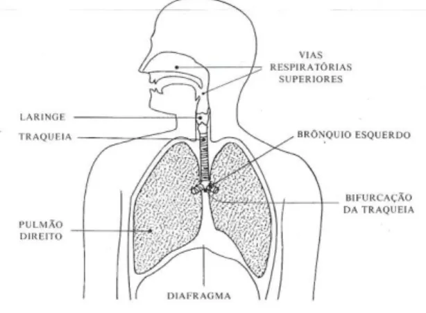 Fig. 3: O Diafragma e o sistema respiratório 