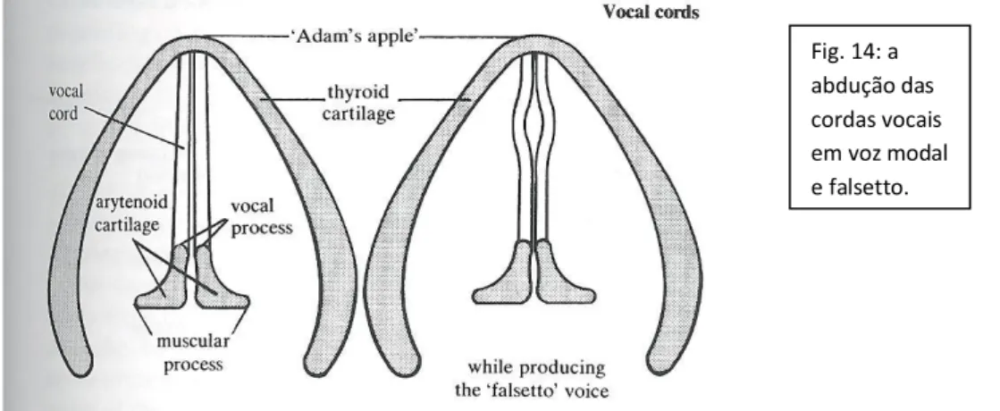 Fig. 14: a  abdução das  cordas vocais  em voz modal  e falsetto. 