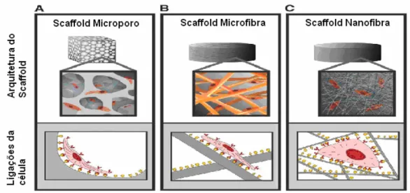 Figura 3. 11 - A arquitetura do scaffold afeta a ligação e o espalhamento celulares  (Stevens e George, 2005)