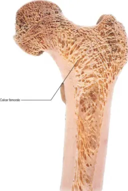 Figure 2.3 [7] – Coronal section of the femur displaying the difference between trabecular and  cortical bone 