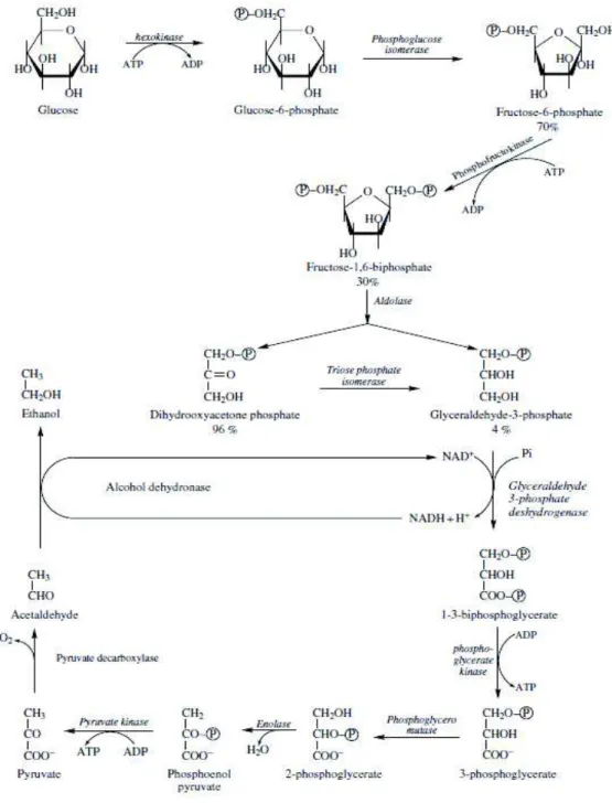 Figure 2. Glycolysis pathway in the alcoholic fermentation (source Ribéreau-Gayon et al., 2012)