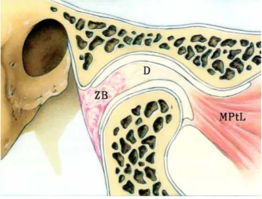 Figura 1:Corte Sagital da Articulação Temporomandibular. 