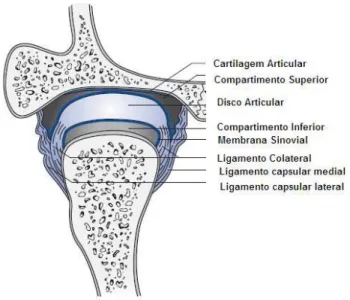 Figura 2: Corte Coronal da Articulação temporomandibular Fonte: MILLORO et al., 2004