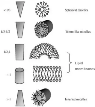 Figure  I.2.1.  The  packing  parameter  for  the  most  common structures formed 10 