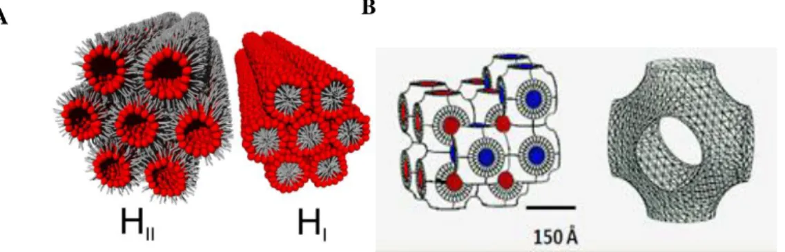 Figure I.2.2. Structures of: A) inverted (H II ) and normal (H I ) hexagonal phases. B) Im3m  cubic phase