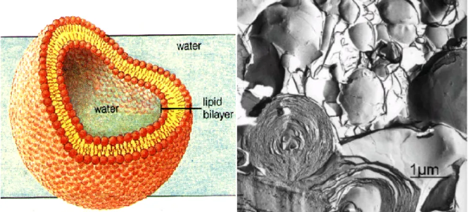 Figure I.2.3. Structures of a unilamellar vesicle and an onion-like multilamellar  liposomes