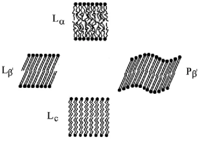 Figure I.2.4. Schematic drawing of lipid–water phases. L c , lamellar  crystalline; L β′ , P β′ , lamellar gel; L α , lamellar liquid–crystalline (Adapted  from ref