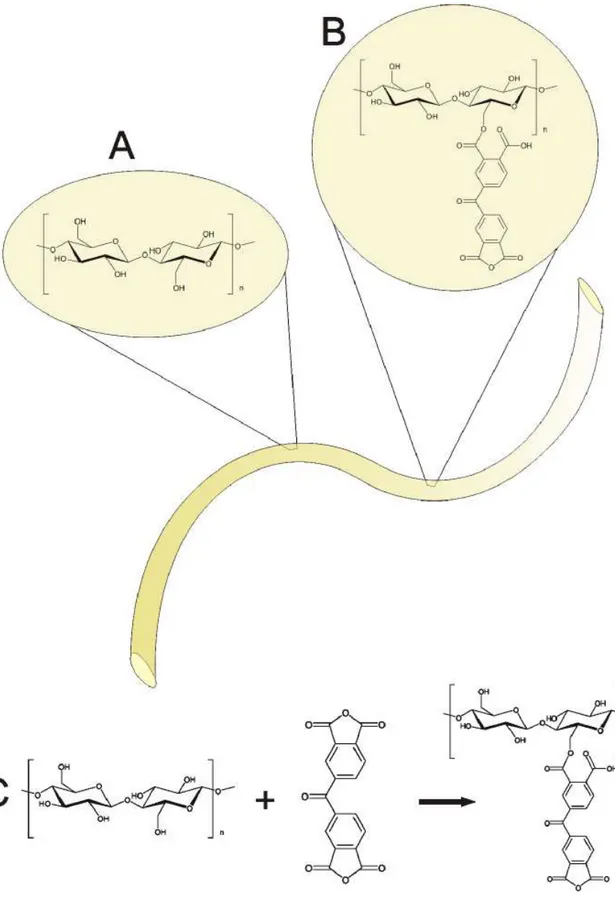Figura 4.2: Esquema de reação entre o dianidrido benzofenona tetracarboxílico (BTDA) e hidroxilas  das fibras de sisal