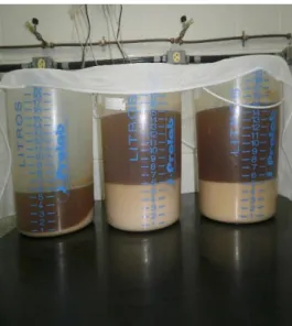 Figura  11.  Processo  de  multiplicação  das  linhagens  de  leveduras  da  linhagem  LBCM  675,  selecionada na microrregião de Salinas, utilizando baldes plásticos com capacidade de 20 L e  caldo de cana-de-açúcar estéril diluído a 5 ºBrix