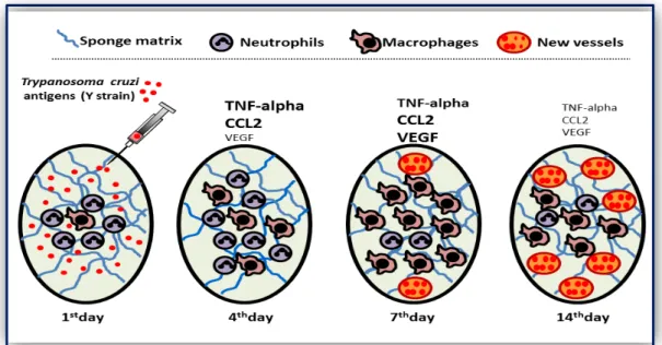 Figure  I:  Diagrammatic  representation  of  Typanosoma  cruzi  antigen  activated  inflammation mediated angiogenesis in sponge model