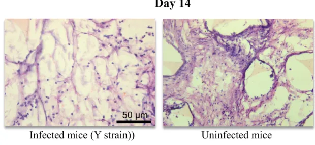 Figure  4.  H  &amp;  E  staining  of  sponge  sections  of  14  days  from  infected  (Y  strain  of  T