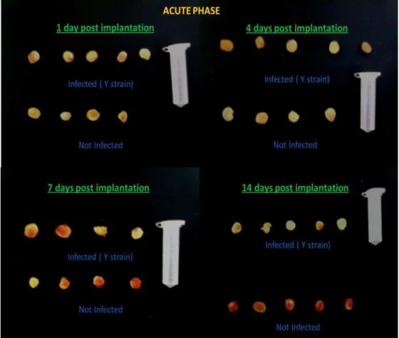 Figure  5.  Decreased  vascularization  in  sponge  implants  in  infected  C57BL/6  mice  on  day 14