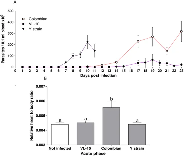 Figure  6.  Parasitemia  curve  and  relative  weight  of  heart  to  body  ratio  from C57BL⁄6  mice  infected  with  different  strains  of  T