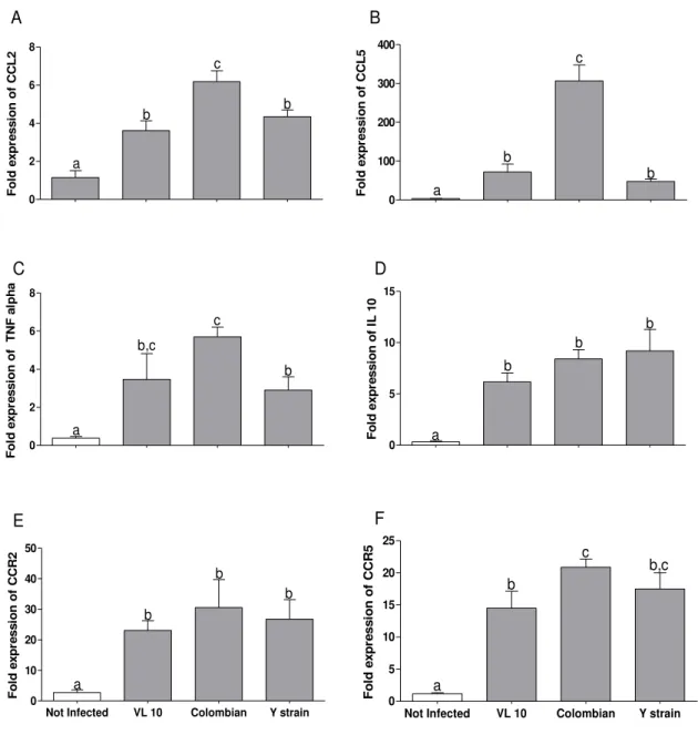 Figure 9.  Relative expression of CCL2, CCL5, TNF-alpha, IL-10, CCR2 and CCR5 in  heart  tissue  from  C7BL/6  mice  in  acute  phase  of  infection