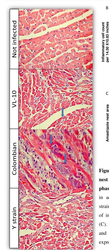 Figure 10. Inflammatory cell count and amastigote  nest area in heart from C7BL/6 mice during acute  phase of infection