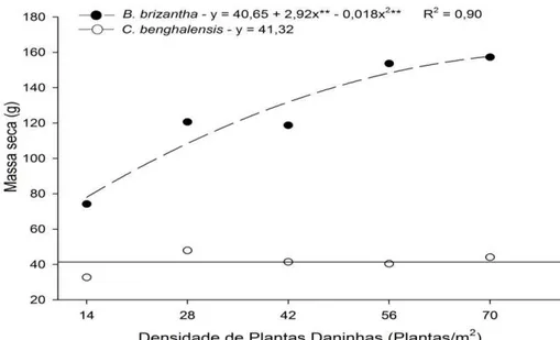 Gráfico  2  -  Massa  Seca  total  da  parte  aérea  de  Commelina  benghalensis  e  Brachiaria  brizantha  com  diferentes  densidades  em  convivência com o mogno-africano