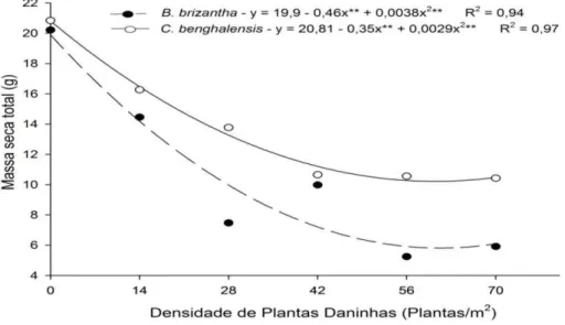 Gráfico  3  -  Massa  Seca  da  parte  aérea  de  Commelina  benghalensis  e  Brachiaria brizantha com diferentes densidades por individuo em  convivência com mogno-africano