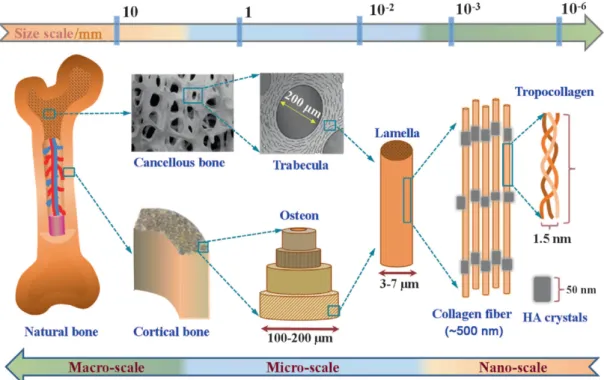 Figure 1 – The chemical composition and multi-scale structure of natural bone. Bone is constituted by  cortical bone, the densest tissue that is organized in concentric lamellae