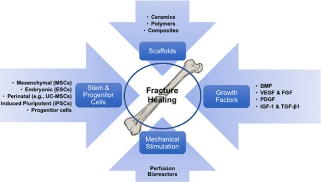 Figure 6 - Tissue Engineering approach on Bone Tissue. Diagram illustrating the concept of skeletal  tissue  regeneration  via  scaffold-based  tissue  engineering  strategies,  involving  its  components  (cells,  biomaterials/scaffolds and growth factors