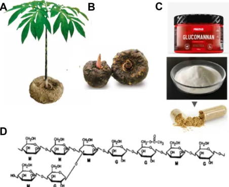 Figure 8 - Konjac Glucomannan. A) and B) Plant and roots of the Amorphophallus konjac plant from where  the polymer is extracted; C) KGM in powder formulation used in different areas, namely food industry; D)  Chemical structure of KGM