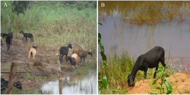 Figura 17: A- ovinos em local alagadiço em extensão à lagoa para pastejo de forragens (Notar  a falta de pasto para os animais à esquerda e forragens em local alagadiço ao fundo)