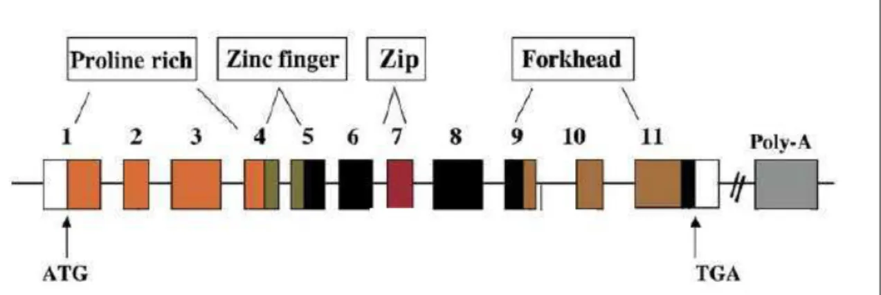 Figura 6 - Organização do gene FOXP3. O gene codificador é composto por 11 exons  codificadores  e  dois  exons  não  codificantes