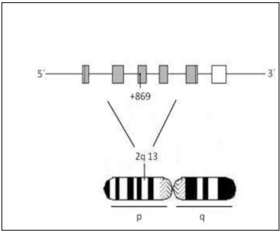 Figura 8- Esquema da estrutura do gene TGF- 1. Este localiza-se no cromossomo 19  na  região  2q13