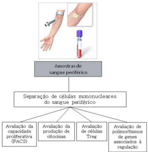 Figura  10-  Delineamento  experimental  destacando  os  principais  procedimentos  realizados