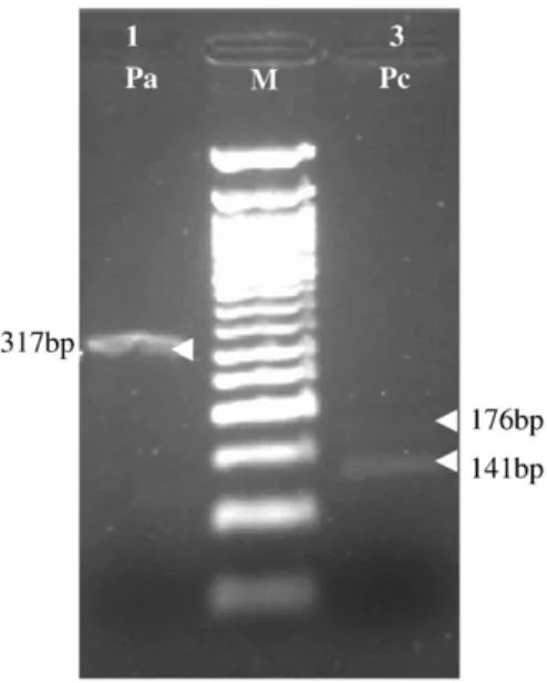 Fig. 5. FokI-digested PCR products, displaying different proﬁles corresponding to the expectation of restriction maps