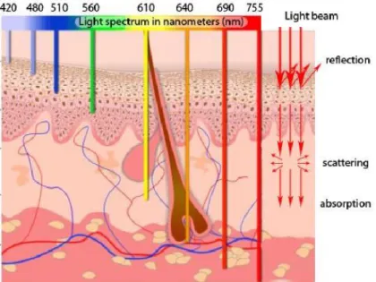 Figure 7. Schematic representation of tissue penetration depth of different wavelength of light