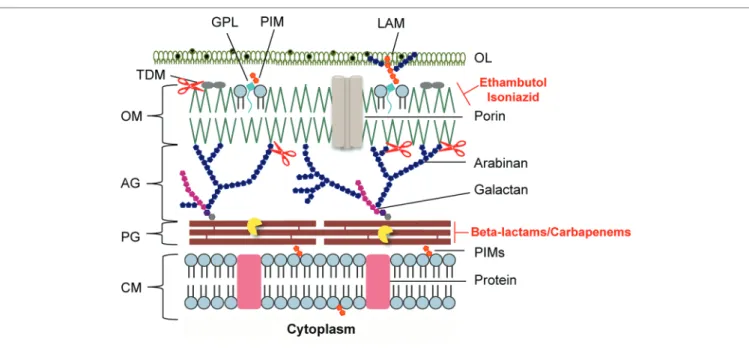 FIGURE 2  |  Schematic representation of the mycobacterial cell envelope layers. Inhibitors of mycolic acids and peptidoglycan biosynthesis are indicated in red