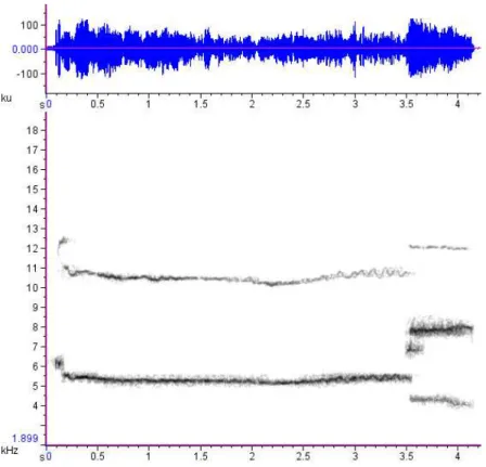 Figura 1.3.2  – Oscilograma e espectrograma do lamento repetitivo do lobo-guará. A frequência de  maior  energia  situa-se  aproximadamente  aos  7500  Hz  (window  type:  Hann,  window  size:  2048 
