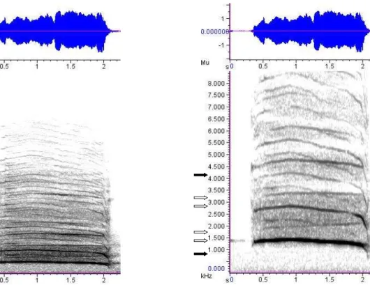 Figura 1.3.3  – Oscilograma e espectrograma do grito do lobo-guará. A primeira imagem demonstra  a  riqueza  de  harmônicos  (aproximadamente  1000-18000  Hz)