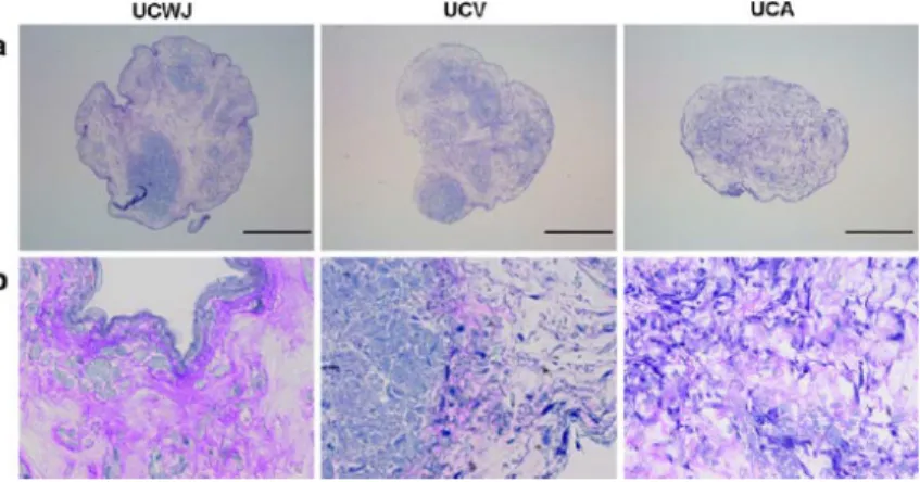 Figure 2.6. Chondrogenic differentiation potential of cells derived from WJ (UCWJ), umbilical cord vein (UCV)  and  umbilical  cord  arteries  (UCA)