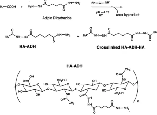 Figure 2.9. Functionalization and crosslinking of HA with ADH [32]. 