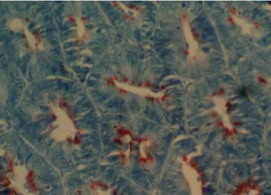 Figura 2.3:  Microfotografia de íleo de hamster experimentalmente inoculado. Pontos vermelhos  no ápice de enterócitos representam o antígeno bacteriano (IHQ