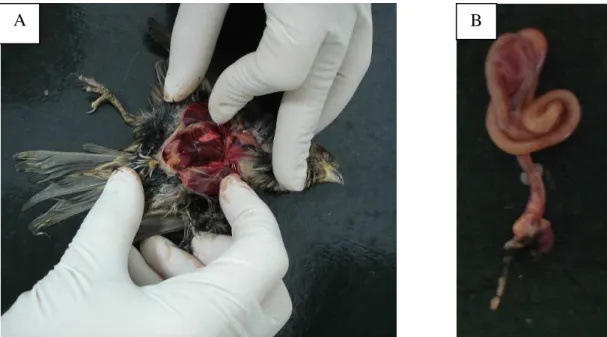 Figura 2.4:  Necropsia de pardal (A) e coleta de intestinos inteiros para IHQ (B).  Nenhum dos pardais inoculados com a cepa 