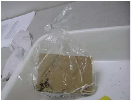 Figura  2:  Armadilha  de  papel  corrugado  recolhida  em  saco  plástico  e  repleta  de  espécimes  de  Dermanyssus gallinae em sua superfície