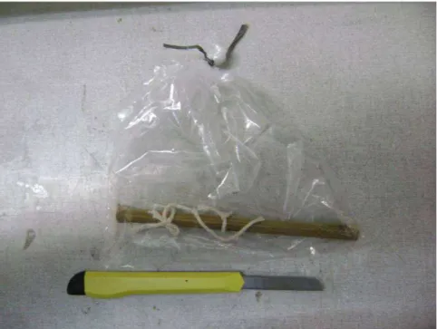 Figura 3: Armadilha de colmo de bambu taquaril (Phyllostachys sp.) recolhida em saco plástico