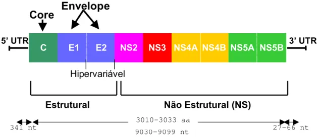 FIGURA 1 – Representação esquemática da organização genética do genoma  do HCV. Na posição 5' existem os genes estruturais e na posição  3' os  não-estruturais
