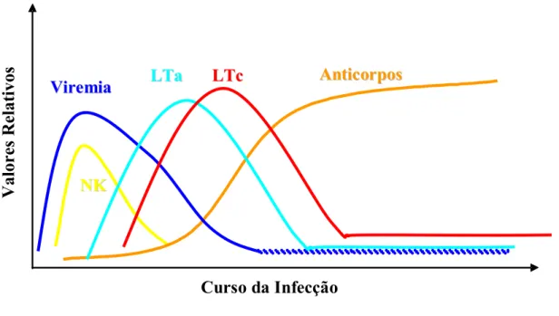 FIGURA 2 – Esquema de resposta imune durante uma infecção viral 1 , onde  NK, LTa e LTc são, respectivamente, linfócitos NK, T auxiliares e T citotóxicos