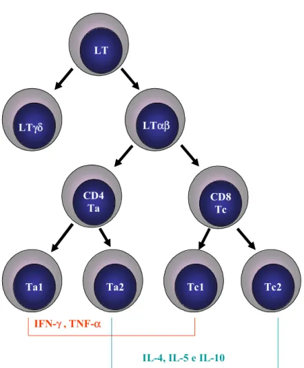 FIGURA 3 – Subpopulações funcionais de células T. As células T expressam o  receptor de determinantes antigênicos das células T (TCR) αβ ou γδ