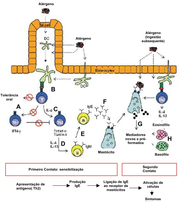 Figura 1: Mecanismos celulares em resposta à alergia alimentar 