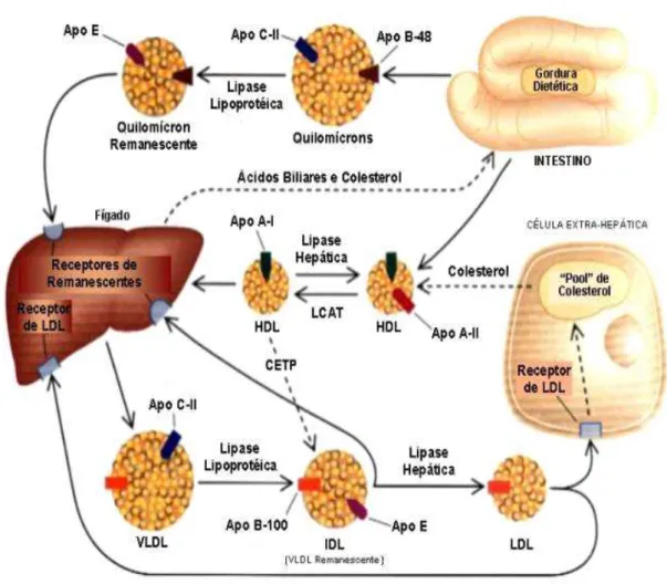 Figura 3: Metabolismo de lipoproteínas.  
