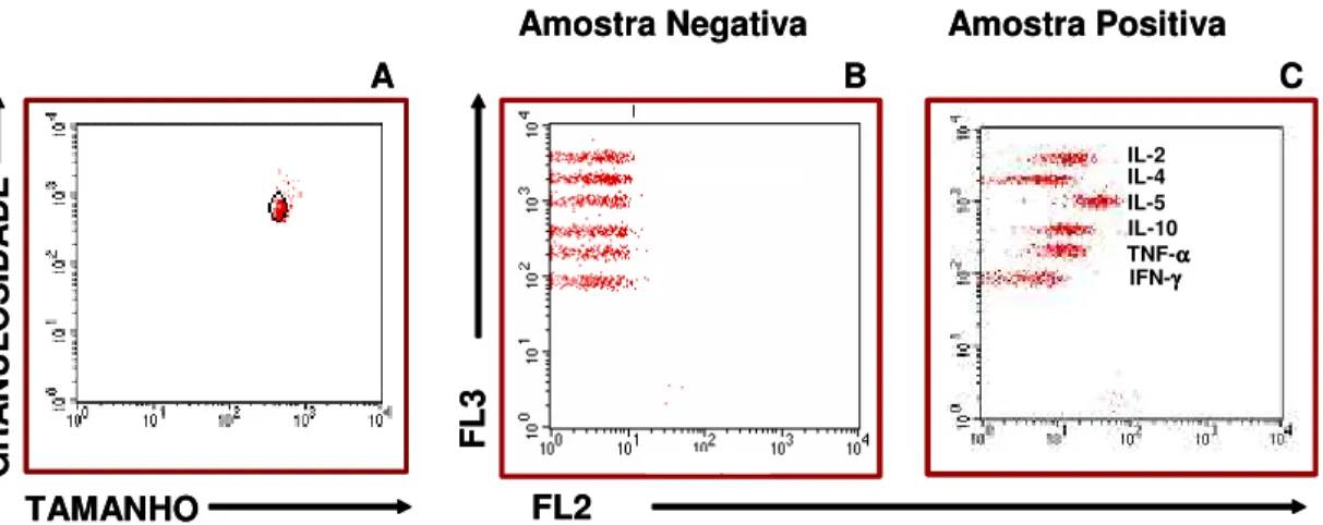 FIGURA  4:  Análise  quantitativa  de  citocinas  de  sobrenadante  de  cultura  utilizado  pelo  BD  CBA  Analyses  Software