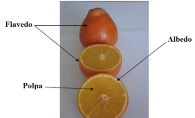 Figura 1-Anatomia dos citrinos (Adaptado de Ramful et al., 2010). 