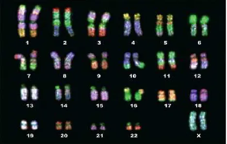 Figura 1. Disposição dos cromossomas do genoma de uma mulher (adaptada de Lodish et al., 2005)